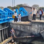 13 गायों के शव