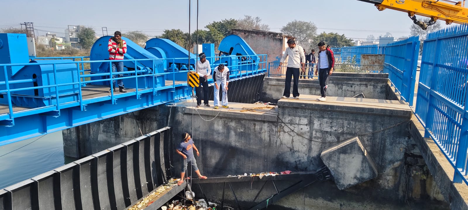 13 गायों के शव