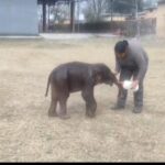 नवजात हाथी