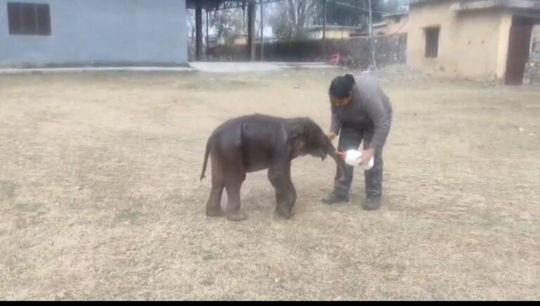 नवजात हाथी