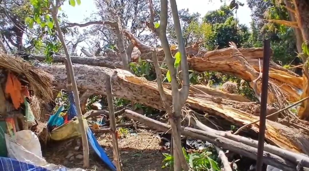 पेड़ गिरने से