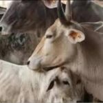 गौकशी मामला