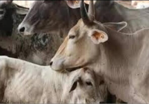 गौकशी मामला