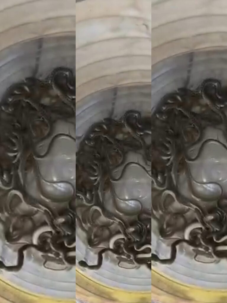 सांप के बच्चे