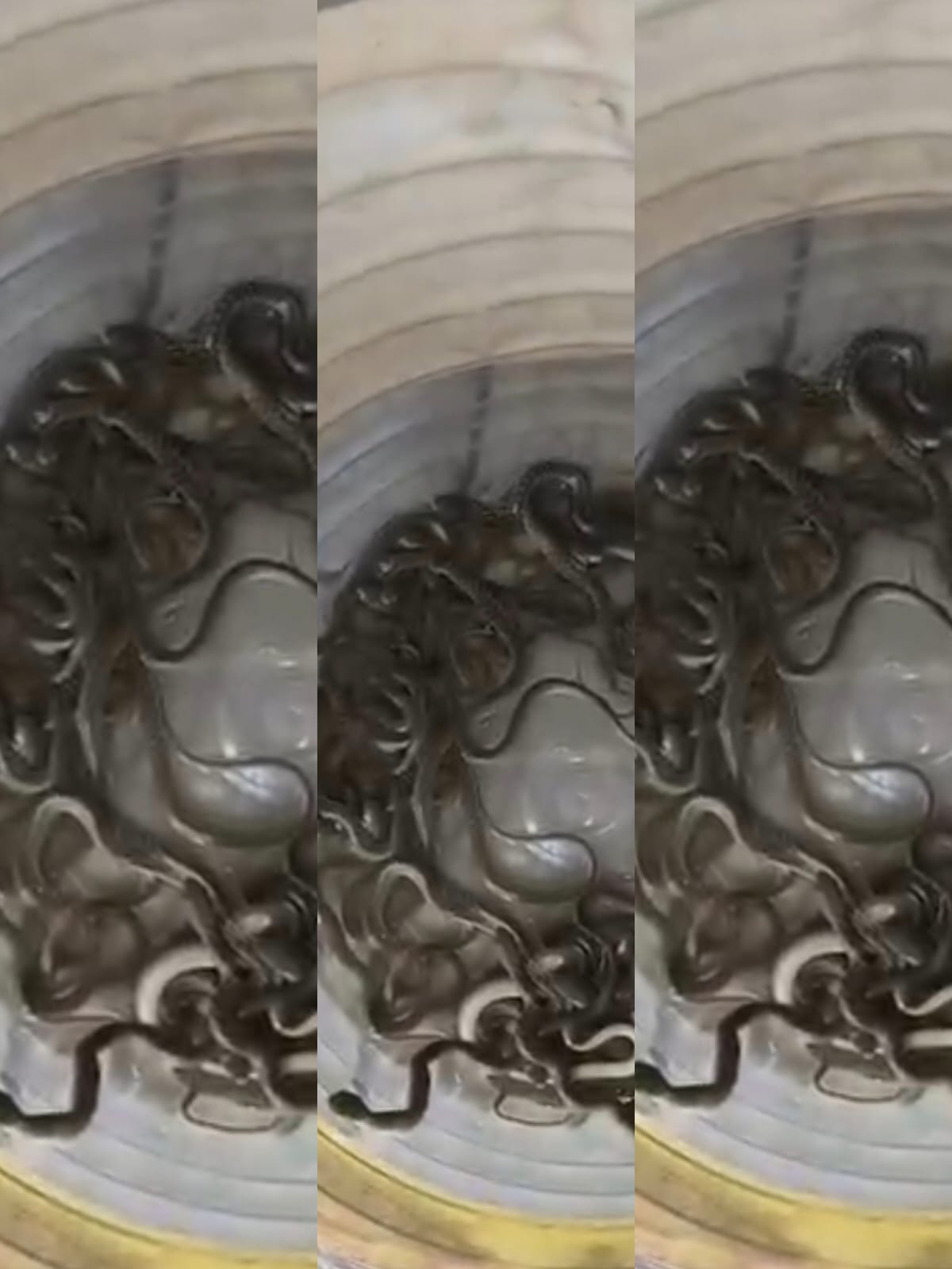 सांप के बच्चे